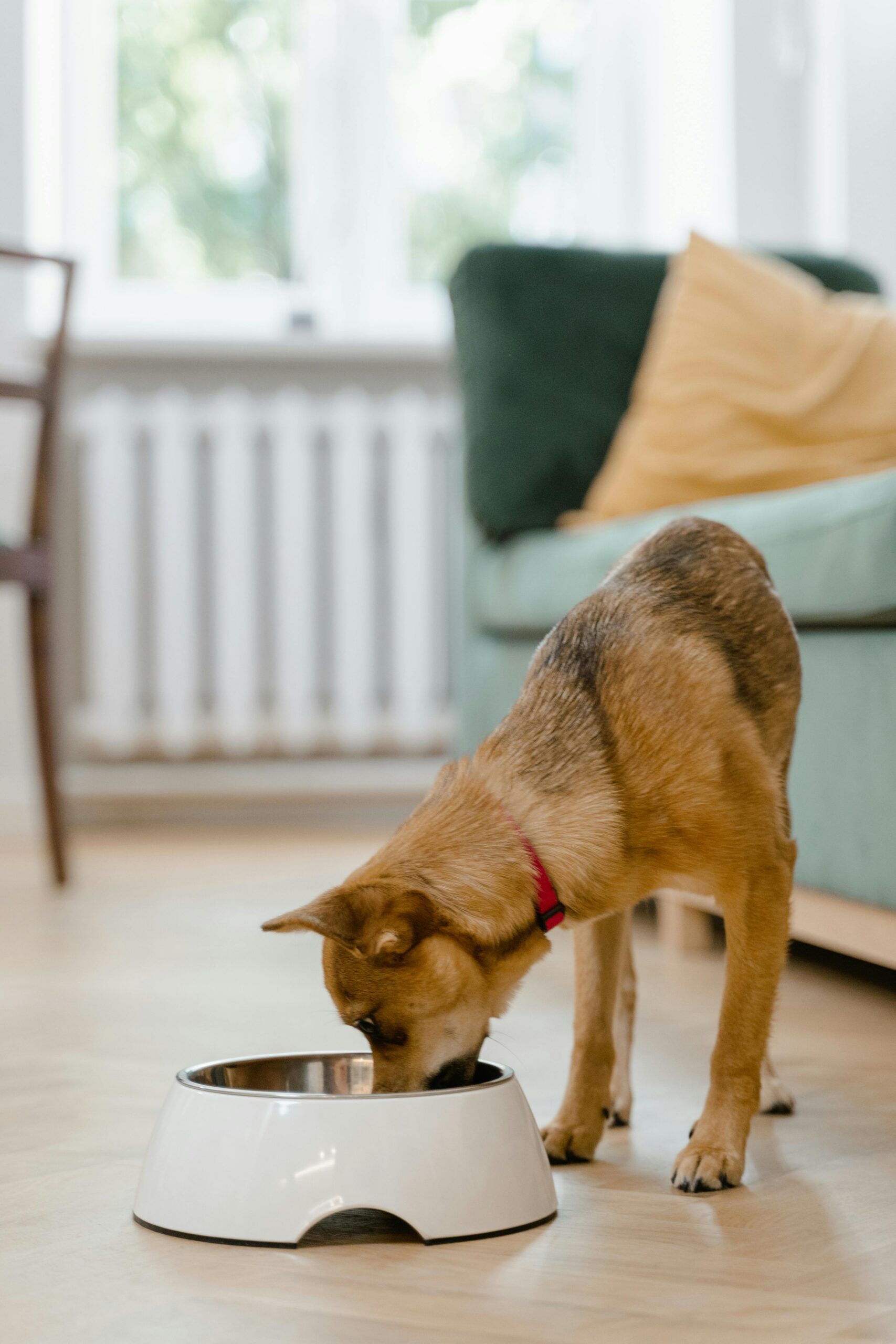 Perro comiendo pienso