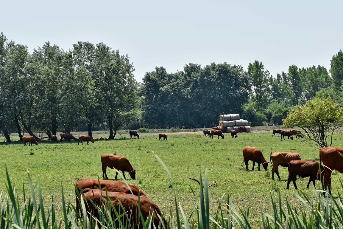 campo con vacas comiendo