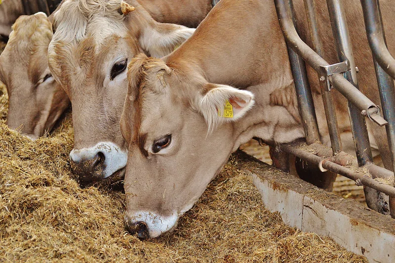 Vacas comiendo